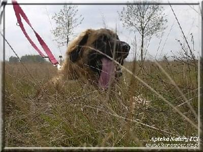 #leonberger #AptekaNatury