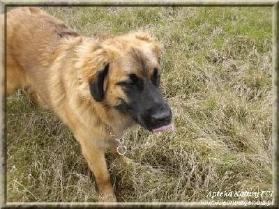 #leonberger #AptekaNatury