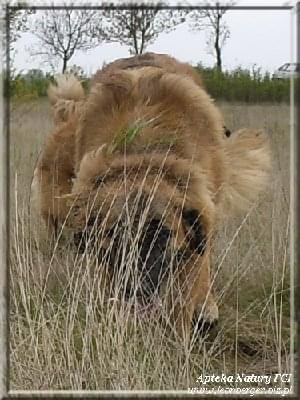 #leonberger #AptekaNatury