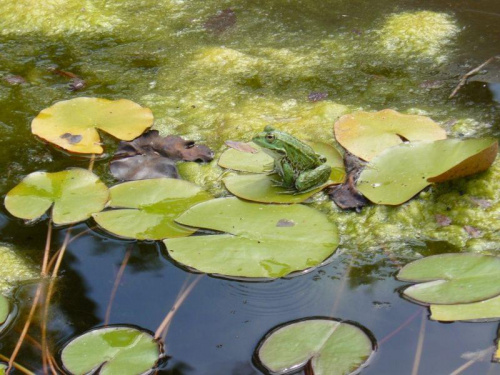 w ogrodzie botanicznym w Zagrzebiu Chorwacja 2008 rok. #OgródBotaniczny #Zagrzeb #Chorwacja #przyroda #fauna #flora