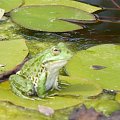 w ogrodzie botanicznym w Zagrzebiu Chorwacja 2008 rok. #Zagrzeb #Chorwacja #przyroda #fauna #flora