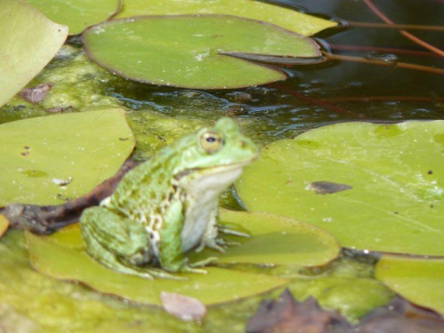 w ogrodzie botanicznym w Zagrzebiu Chorwacja 2008 rok. #Zagrzeb #Chorwacja #przyroda #fauna #flora