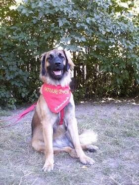 #leonberger #AptekaNatury