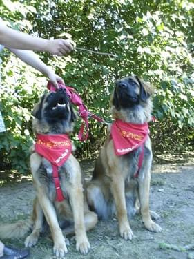 #leonberger #AptekaNatury