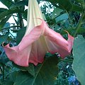 Datura #ogród #kwiatki #kwiaty