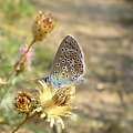 Modraszek ikar - Polyommatus icarus . Data : 26.07.2008. Miejscowość : Piaski Wielkopolskie .