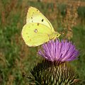 Szlaczkoń siarecznik - Colias hylae . Data : 31.07.2008. Miejscowość : Talary .