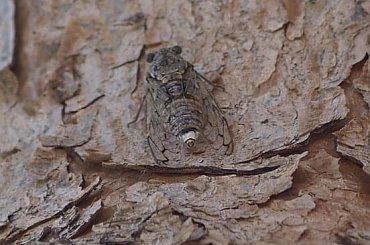 Cykada #cykada #robak #Turcja #drzewo