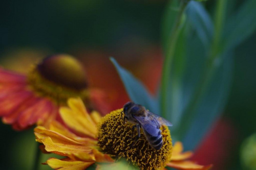 #makro #kwiaty #owady #pszczoła
