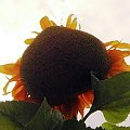 23.07.2008