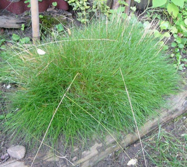 poducha #trawy #ogród