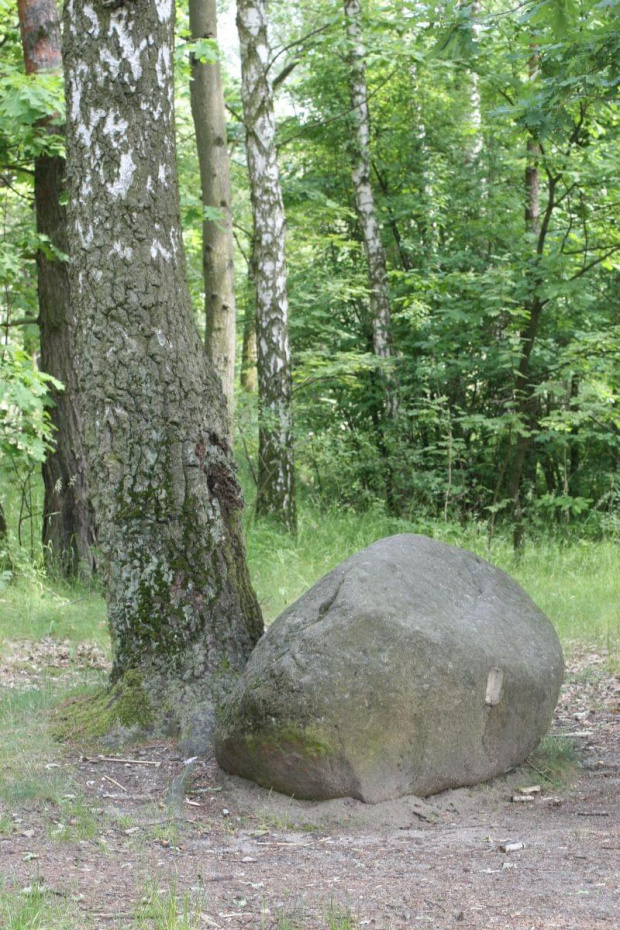 kamień w lesie #drzewa #las