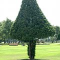 #HamptonCourt #drzewo