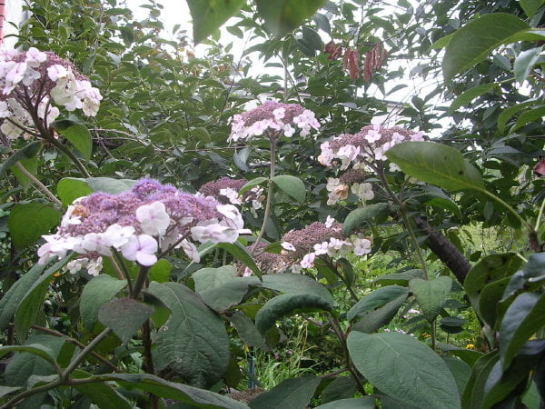 Hydrangea aspera