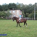 Lena #konie #koń #Lena