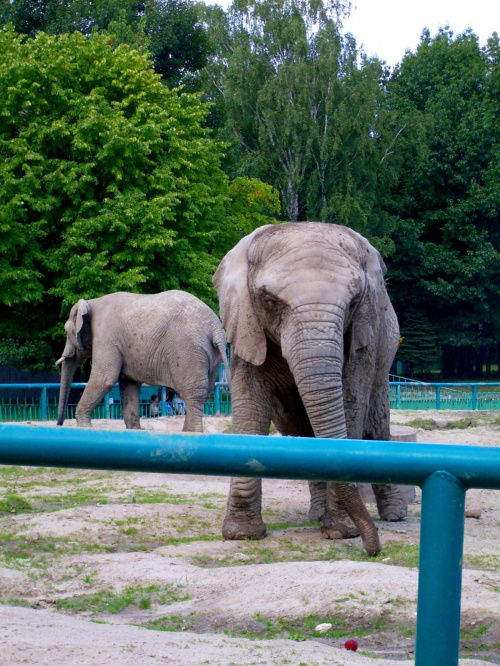 zOO - lepiej nie podchodź zbyt blisko bo ważę 5 ton (słoń) #zwierzęta