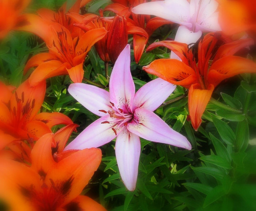 #kwiat #ogród #przyroda #lilia #zieleń