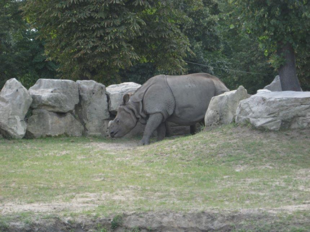 .. urlop w Warszawie .. (8.08.2008 - 11.08.2008) #warszawa #zoo #okęcie #lotnisko #boeing