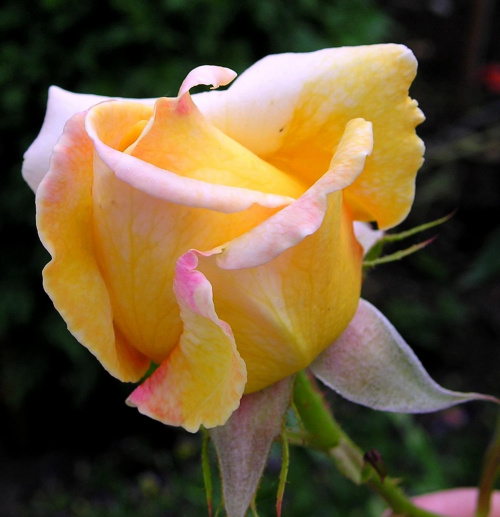 #kwiat #ogród #przyroda #róża #zieleń