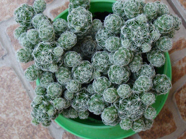 Mammillaria gracilis