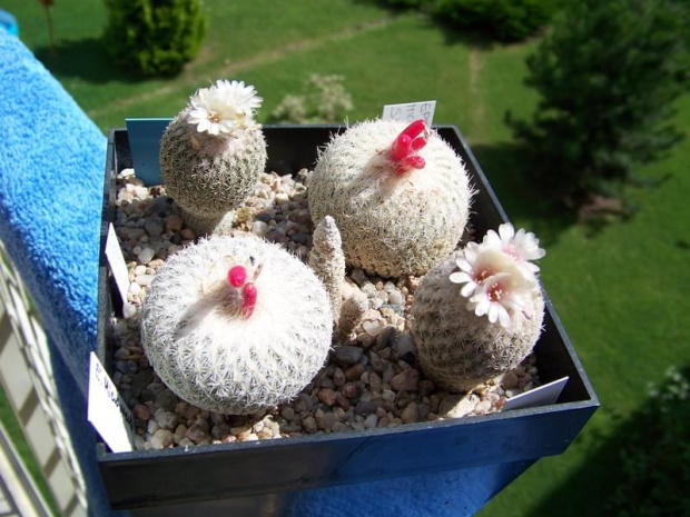 Epithelantha