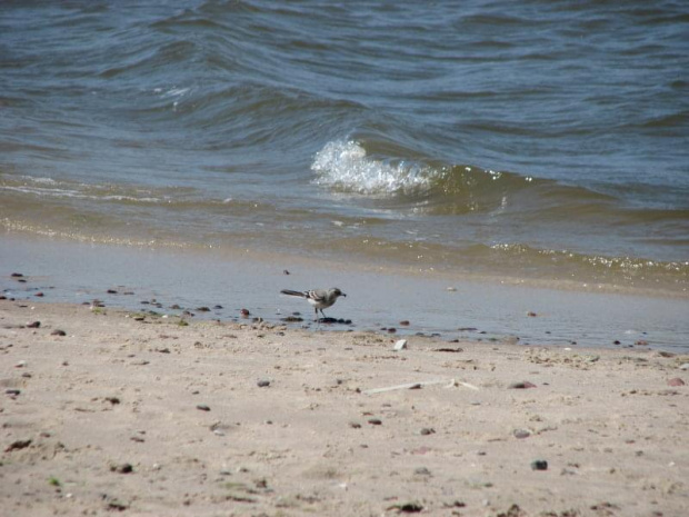 Pliszka siwa (Motacilla alba)