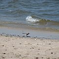 Pliszka siwa (Motacilla alba)