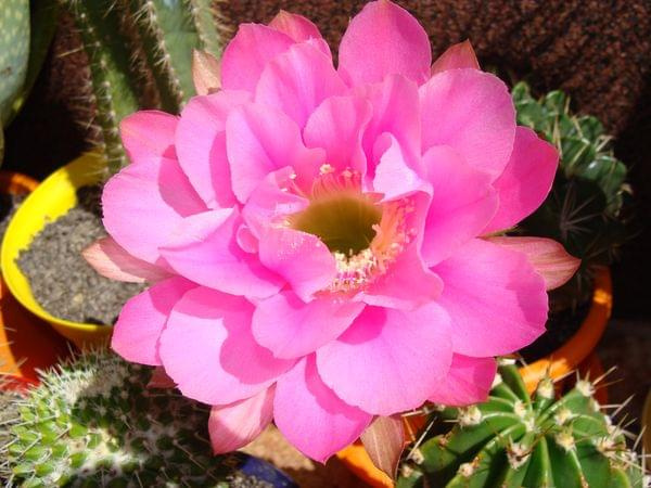 Echinopsis obrepanda