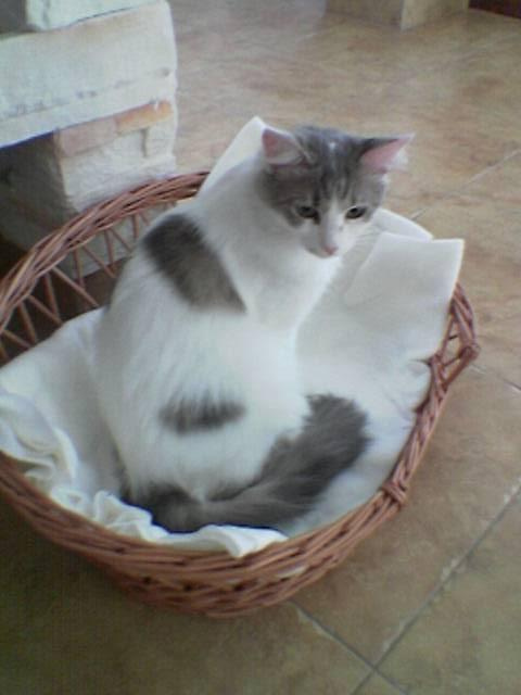 Turkish Angora