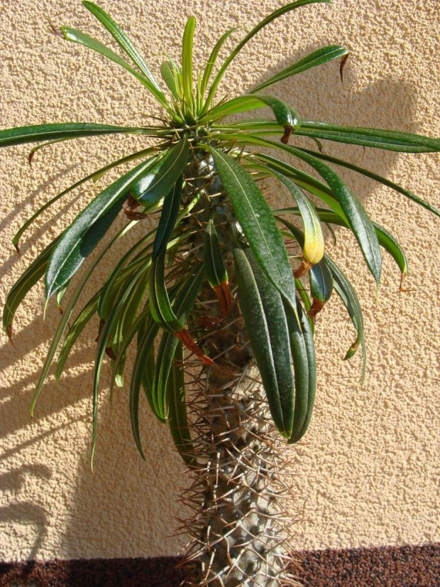 Pachypodium lameri