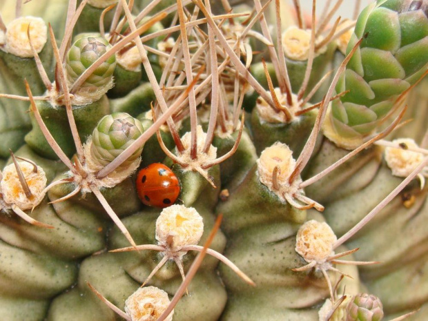 Gymnocalycium mihanovichii