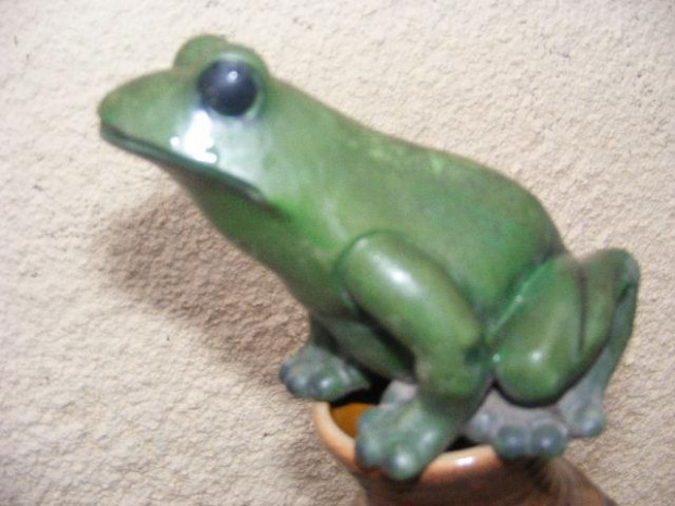 Mała żabka:)