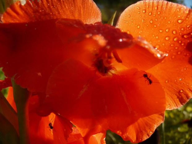 zwiewność gladioli