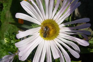 #owad #pszczoła #kwaity