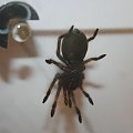 smithi