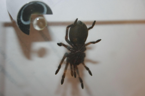 smithi