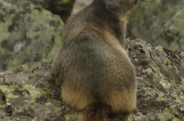 a świstak siedzi... #góry #wakacje #Alpy #świstak #Włochy