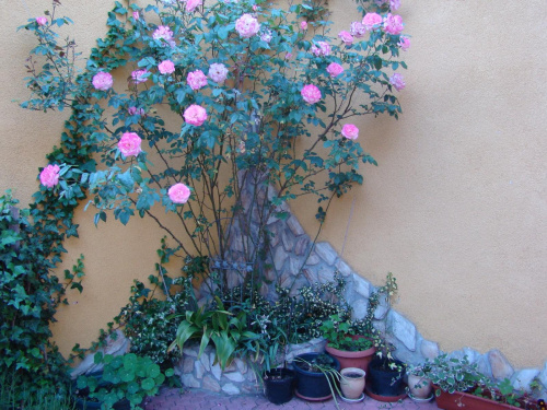 #ogród #rośliny #hobby #róża