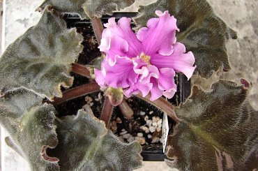 fiołek afrykański - Apache Bandana #FiołekAfrykański #FiołkiAfrykańskie #kwiatki #kwiaty #saintpaulia