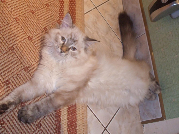 Limetka Marcowe Migdały - kotka neveczka szylkretka 4 miesiące