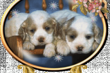 Brokaty Pieski #Pieski