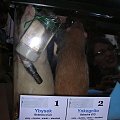 Ybysek i Ynkognito