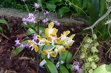 storczyk naturalny #storczyk