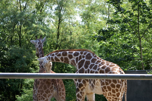 zaprosiłem 3 dzieci i mamę-ciocię do ZOO ale była sjesta zwierzęca i mało było szalonych zwierząt widać :) #ZOO