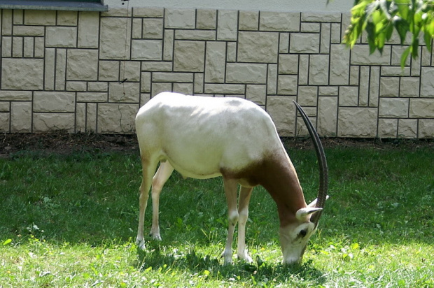 zaprosiłem 3 dzieci i mamę-ciocię do ZOO ale była sjesta zwierzęca i mało było szalonych zwierząt widać :) #ZOO