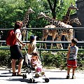 zaprosiłem 3 dzieci i mamę-ciocię do ZOO ale była sjesta zwierzęca i mało było szalonych zwierząt widać :) #ZOO