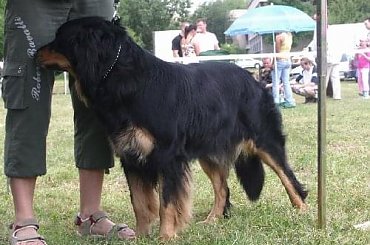 CIRYS znad Rzeki Maskawy CACIB Kraków #Beza #CIRYSZnadRzekiMaskawy #Hovawart