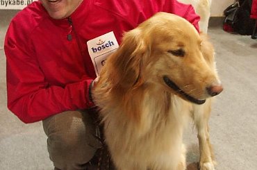 CACIB KATOWICE SANTEK vd Hausbergkante 29.03.08 #CIRYSZNADRZEKIMASKAWY #HOVAWART