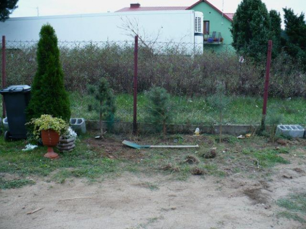 przesadzone samosiejki - ileśdziesiąt mamy ich na dole