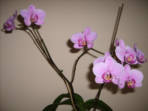 Upadła orchidea i kliwia-niespodzianka